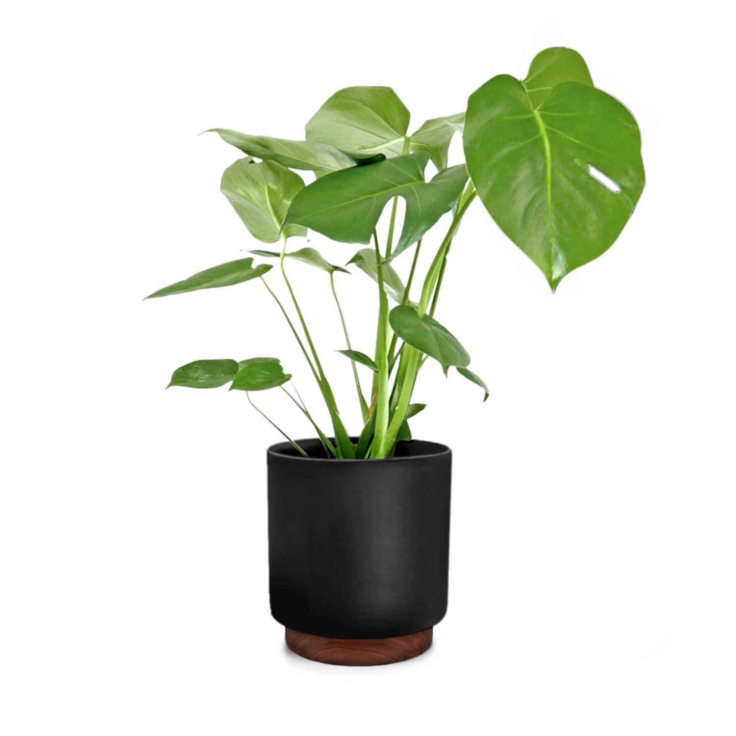 Fox & Fern Enspijk, posuda za cvijeće, drvo oraha, Polystone, ručno izrađene, 2 veličine