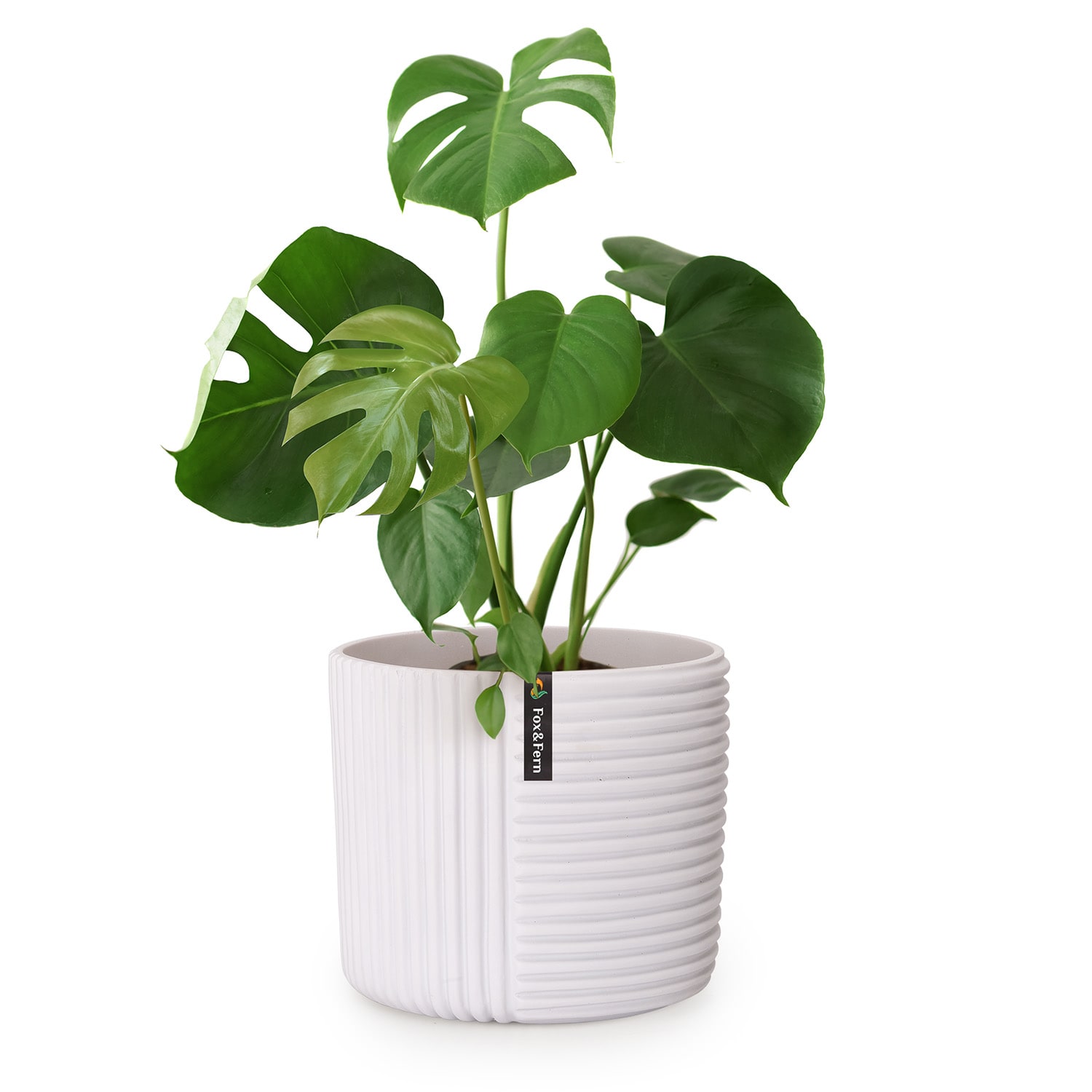 Fox & Fern Hasselt cvjetnjak od polistonea, ručni rad, pogodna za biljke u 3D izgledu.