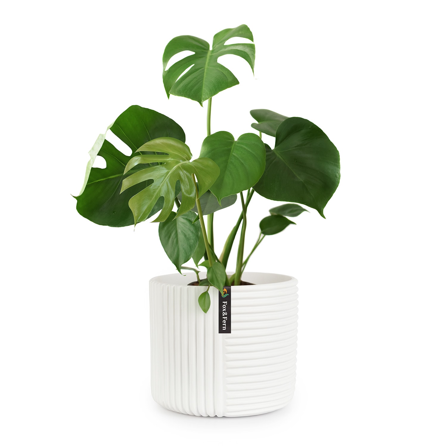 Fox & Fern Hasselt cvjetnjak od polistonea, ručni rad, pogodna za biljke u 3D izgledu.